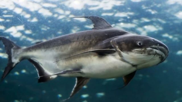 Os 10 Maiores Peixes de Água Doce do Mundo - Alguns são Verdadeiros Gigantes da Natureza!!!! смотреть онлайн