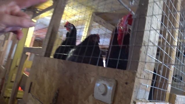 Вот это удивила. Для козовода счастье. Неожиданно. смотреть онлайн