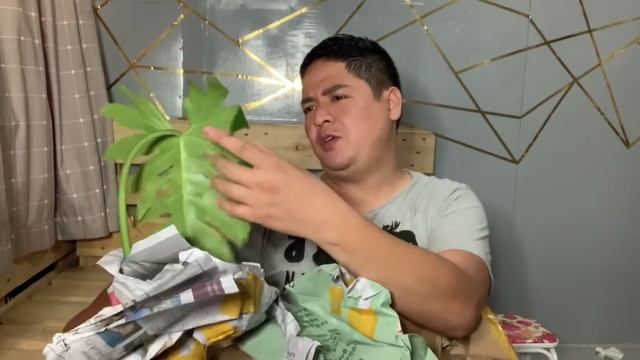 Unboxing Philodendron Lime Fiddle from South Cotabato смотреть онлайн