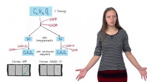 Клеточное дыхание. Лекция 1. Часть 2. Гликолиз и брожение