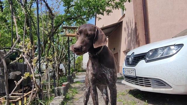 Будет клубника 🍓 или нет? Принимаю советы как улучшить урожай! смотреть онлайн