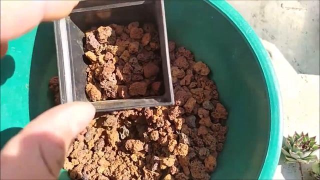 Como reproducir Uña de Señorita (Sempervivum calcareum) смотреть онлайн