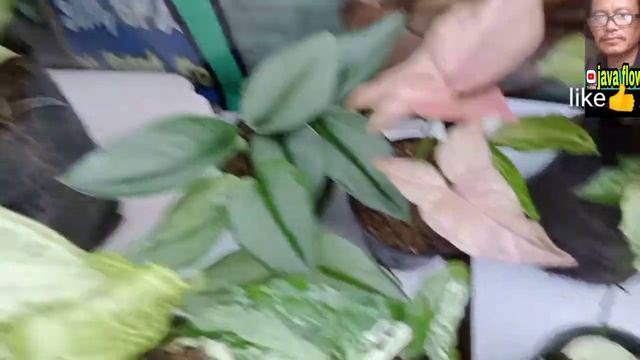 harga tanaman hias aglo.dll terbaru di java flower#aglonema #singonium #calatea смотреть онлайн
