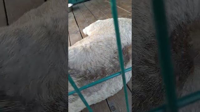Вечер в приюте СПАСИ МЕНЯ смотреть онлайн