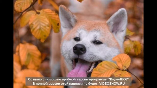 Акита-Ину смотреть онлайн