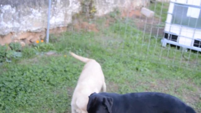 Dana,Luna y Bronco jugando con un trapo смотреть онлайн