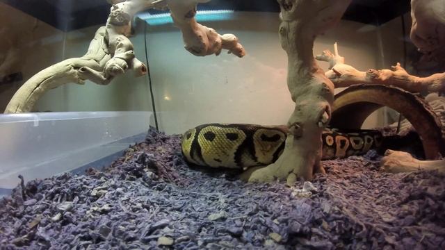 Pascal, a Pastel Ball Python! (Sped Up Version) смотреть онлайн