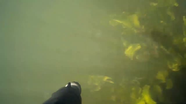 Встретил ужика под водой, и всякая мелочь нырялки после нереста смотреть онлайн