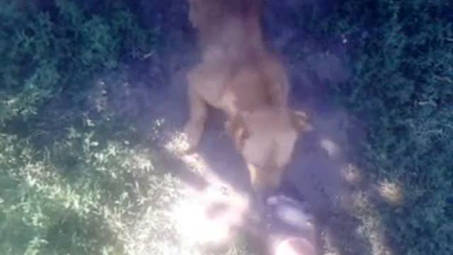 Прыщ бесится и бегает за ногой смотреть онлайн