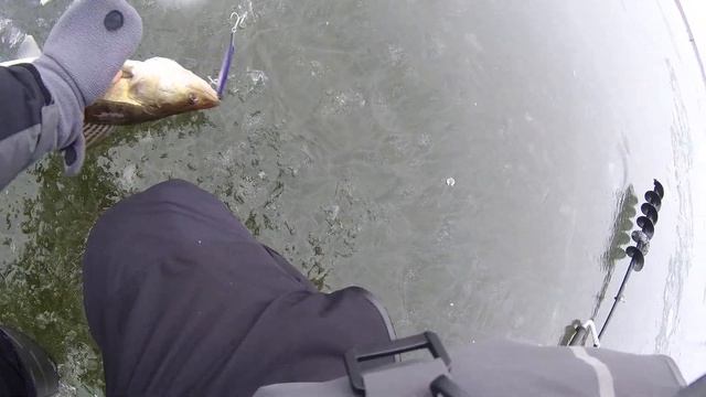 Поклевки судака на вибы вот почему стоит ловить судака. смотреть онлайн