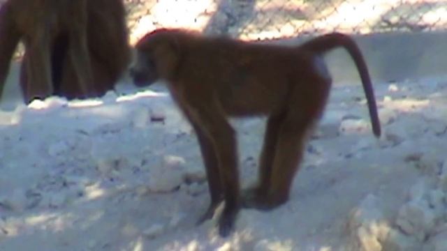 Африканский зоопарк смотреть онлайн