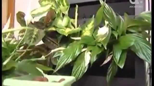 Включение. Картина из живых цветов смотреть онлайн