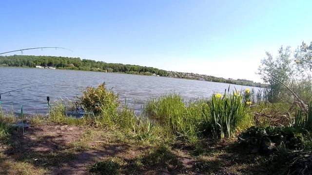 Рибалка 25 травня! Хмельницький! Ловимо трофейного коропа! смотреть онлайн
