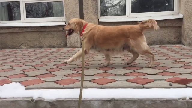 Гуляем, учим команды. смотреть онлайн