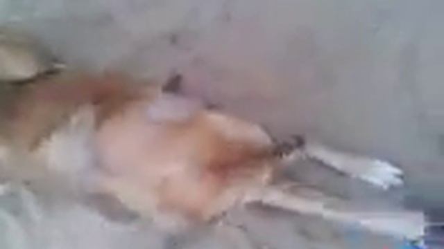 Pinsi.@vimu смотреть онлайн
