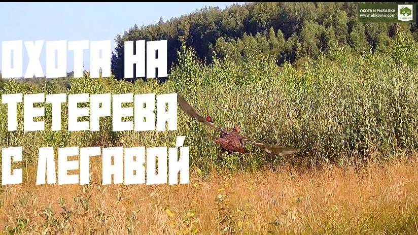Охота на тетерева с легавой смотреть онлайн