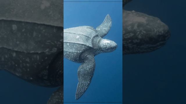 5 Largest Reptiles in the World смотреть онлайн