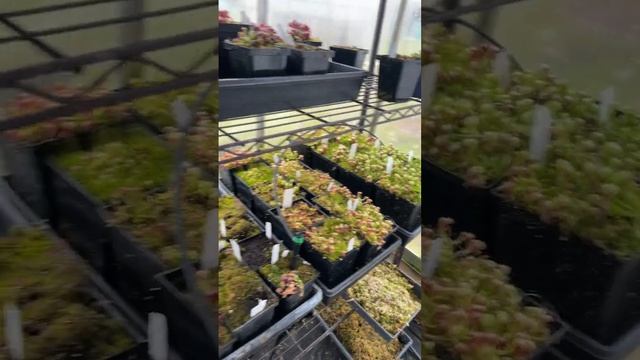 Darlingtonia Greenhouse in January with buds! смотреть онлайн