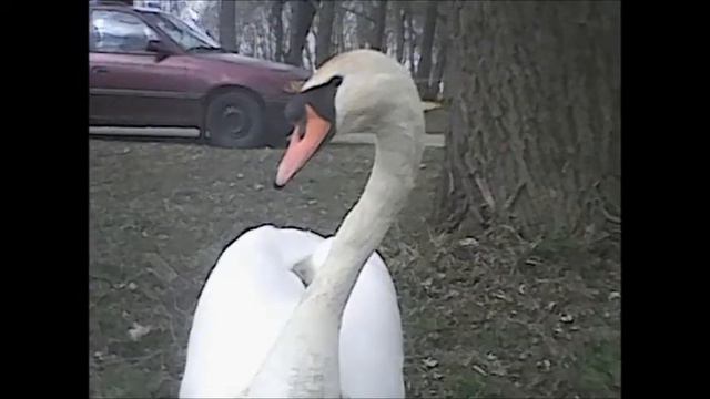 Моё 3аявление Моя жизненная позиция в стране для народца БГБ смотреть онлайн