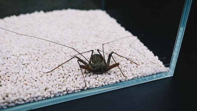 WHAT IF THE TAILLESS WHIP SCORPION SEES CRICKET? SWIFT SCORPION VS CRICKET смотреть онлайн
