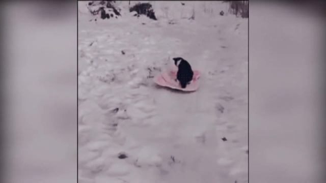 #3 СМЕШНЫЕ ВИДЕО 2020 / Я РЖАЛ ПОЛЧАСА/ СМЕШНЫЕ ЖИВОТНЫЕ /FUNNY CATS смотреть онлайн