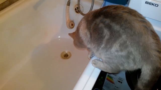 Кот из ванны / Cat epic jumps out of the tub смотреть онлайн