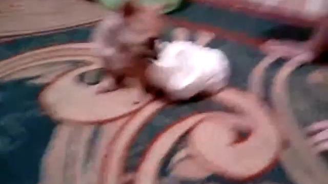 Не на вижу этот Панперс смотреть онлайн