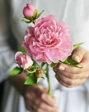 Доброго Дня Отличного Настроения! Открытки Добрый День!