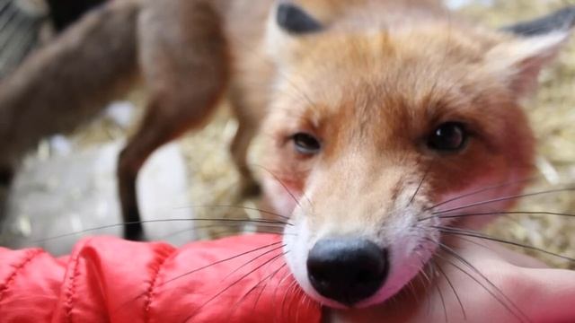 Чёрные лесорубы, ранили лесника и оставили погибать на морозе! Он стонал на весь лес, привлекая... смотреть онлайн