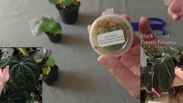 Растения из ТАИЛАНДА / Распаковка, ПОСАДКА сеянцев АНТУРИУМОВ