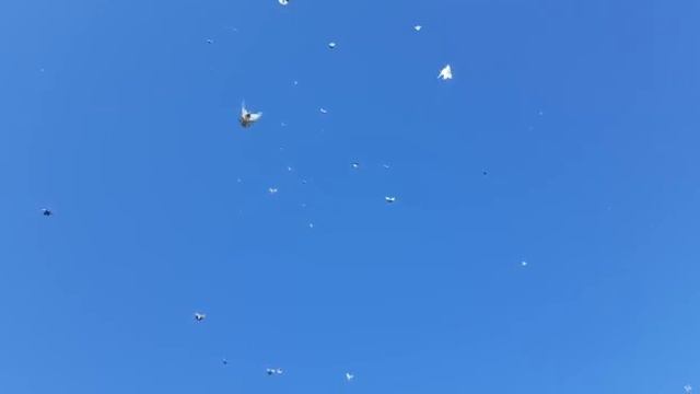 Николаевские голуби смотреть онлайн