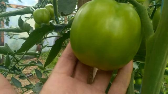 Томаты Президент и Гравитет в теплице смотреть онлайн