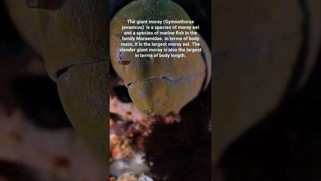 The giant moray (Gymnothorax javanicus) is a species of moray eel and a species of marine fish in. смотреть онлайн