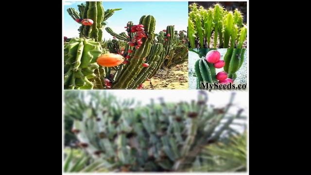 PERUVIAN APPLE CACTUS - Cereus repandus SEEDS - Fig Cactus Seeds on www.MySeeds.Co смотреть онлайн