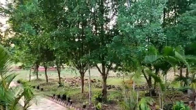 Siddha Vidya Peettham Ashramam (Siva Siddhi Kundalini Yoga Foundation, Papavinasanam)