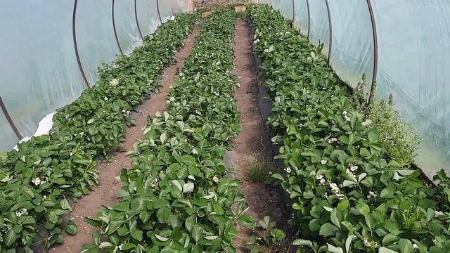 Клубника в балоганах обзор на 16.04 22г. смотреть онлайн