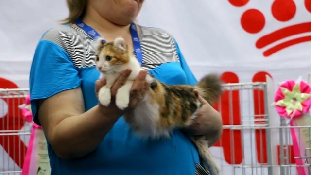 Лучшие породистые коты и кошки России. Выставка кошек #7: Победители ДШ-ПДШ шоу смотреть онлайн