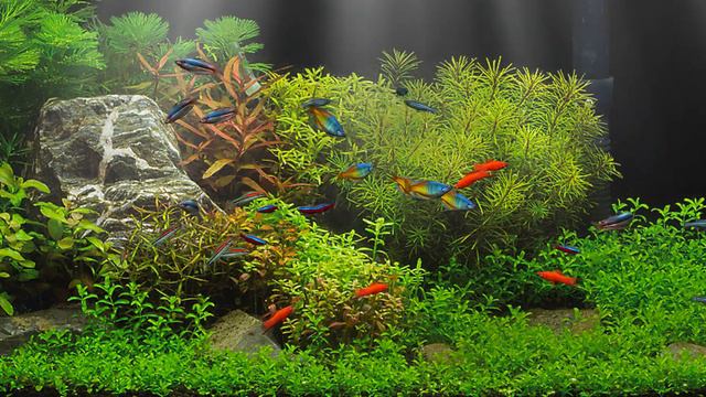Dream Aquarium Widescreen Tropical Fish No Camera Pan
