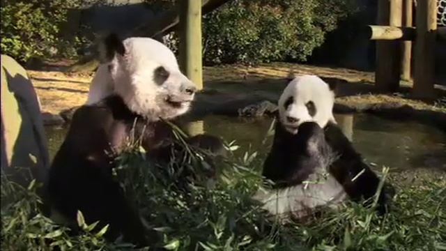 Panda Express "Tormenting" :30 смотреть онлайн