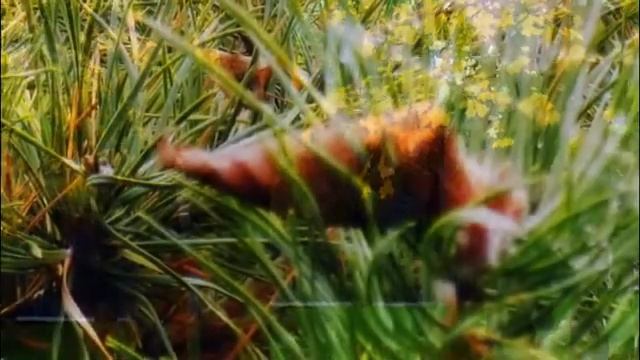 Осень Стихи русских поэтов смотреть онлайн