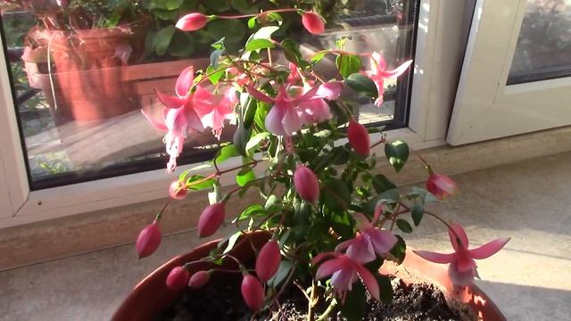 Фуксия в цветах. смотреть онлайн