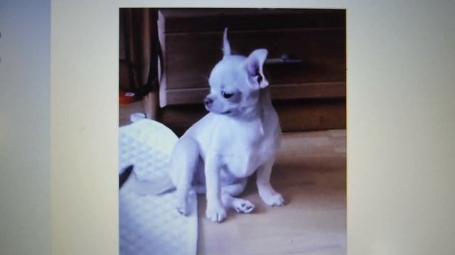 ПРОДАЮ щенков РЕДКОГО окраса #БЕЛЫЕщенки #чихуахуа #КРЕМОВЫЕчихуахуа +7 921 595 08 48 #купитьщенка смотреть онлайн