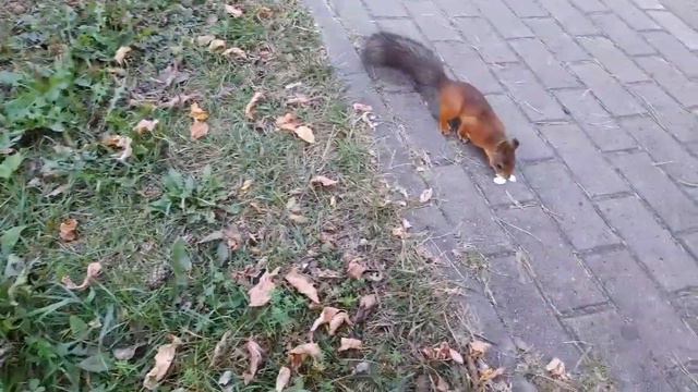 Песня Шансон "Друзья по зоне" 😎 смотреть онлайн