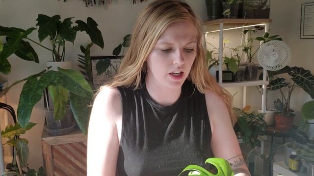 How I Package & Ship Plants! Shipping Giveaway Plants смотреть онлайн