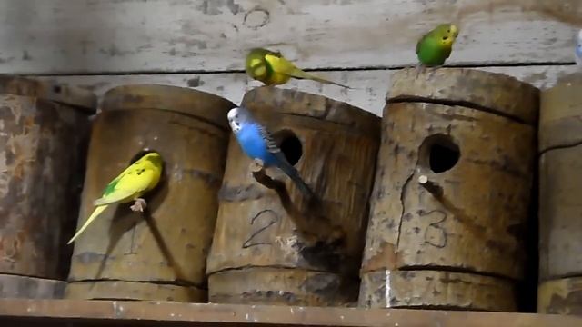Эта запись спровоцирует ВАШИХ попугаев к размножению. УДАЧИ. смотреть онлайн