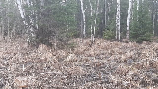 Ловля чёрного дрозда,овсянки ремеза и зяблика