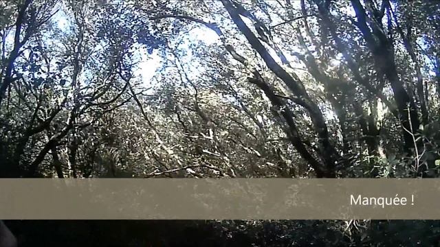 Chasse 2015 bécasse setter anglais смотреть онлайн