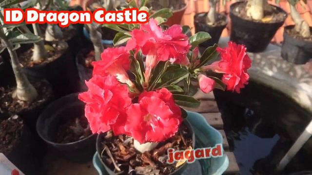 BLOOM!!! Pesona #adenium || ID Dragon Castle смотреть онлайн