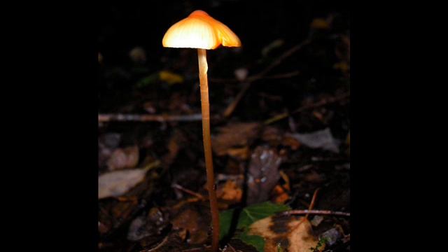 Mycena Crocata