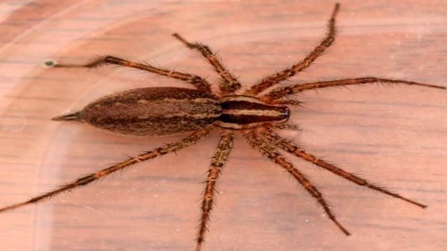 ТОП 8 САМЫХ ОПАСНЫХ ПАУКОВ!